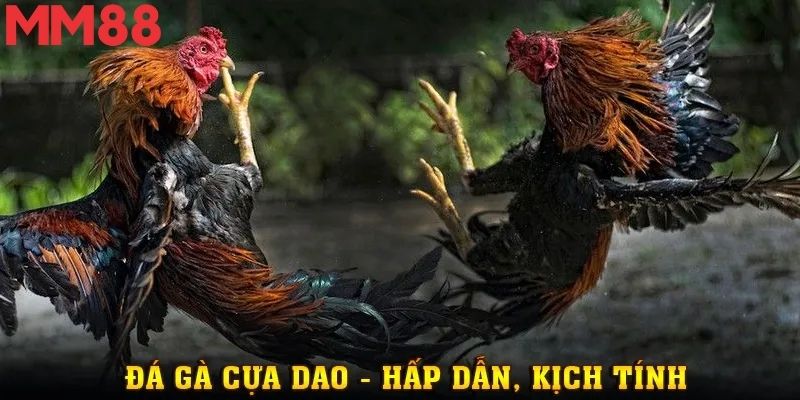 Đá Gà MM88 - Chốn Cá Cược Kịch Tính Cho Người Đam Mê Thật Sự 3 Bảng chọn các loại hình đá gà phổ biến trên hệ thống cược